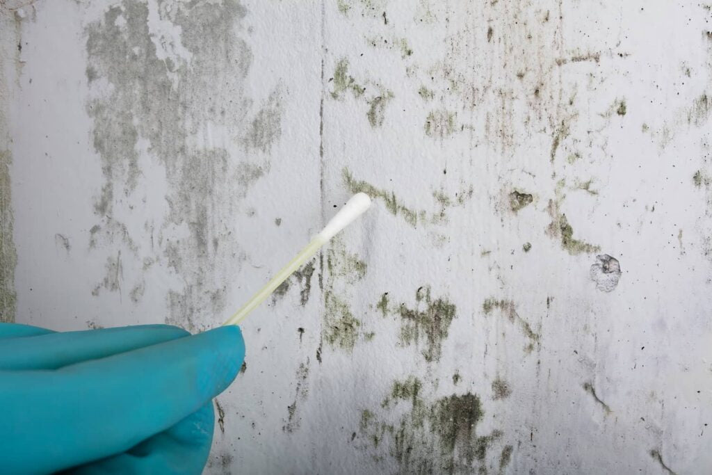 Mold swabbing (add on)