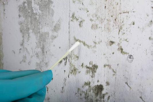 Mold swabbing (add on)